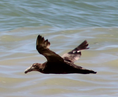 Macronectes giganteus