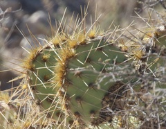 Opuntia tortispina