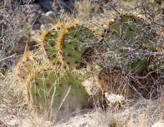 Opuntia tortispina