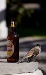 Mimus saturninus