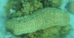 Stichopus herrmanni
