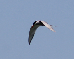 Sterna hirundinacea