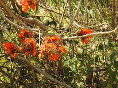 Erythrina velutina