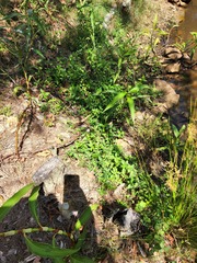 Cuphea carthagenensis