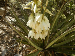 Yucca schottii