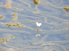 Hydrocharitaceae
