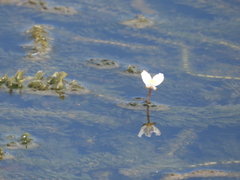 Hydrocharitaceae