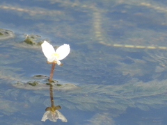 Hydrocharitaceae