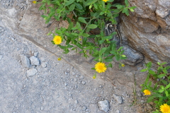 Heterotheca viscida