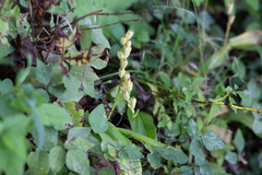 Liparis loeselii
