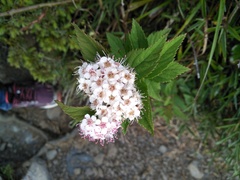 Spiraea formosana