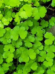 Hydrocotyle heteromeria