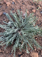 Astragalus purshii
