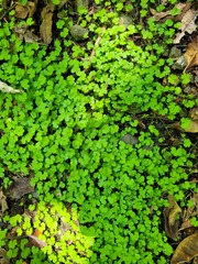Hydrocotyle heteromeria