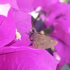Lerodea eufala eufala