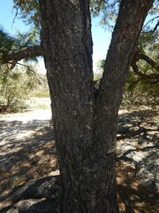 Pinus leiophylla