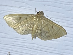 Herpetogramma aeglealis