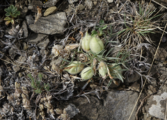 Oxytropis sobolevskajae