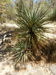 Yucca madrensis