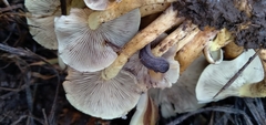 Kobeltia