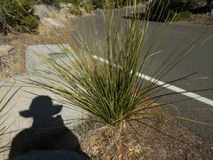 Festuca scoparia