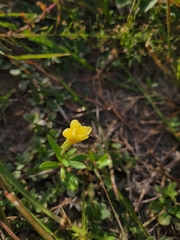 Oenothera laciniata