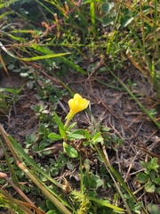 Oenothera laciniata