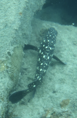 Epinephelus coeruleopunctatus