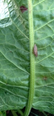 Aphrodes