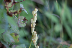 Liparis loeselii