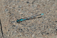 Enallagma carunculatum
