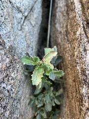 Penstemon clevelandii
