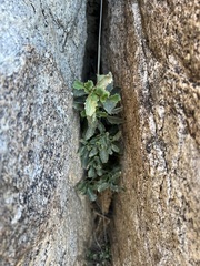 Penstemon clevelandii