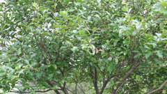 Syzygium formosanum