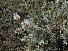 Astragalus dilutus