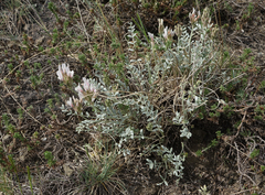 Astragalus dilutus