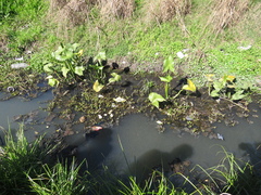 Sagittaria montevidensis