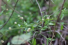 Alternanthera flavescens