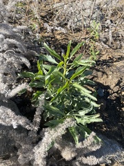 Penstemon spectabilis