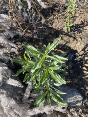 Penstemon spectabilis