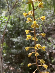 Cymbidium madidum