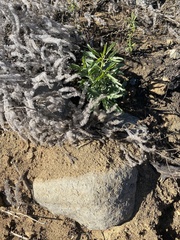 Penstemon spectabilis