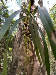 Cymbidium madidum