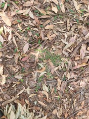 Ottochloa gracillima