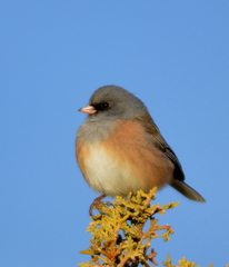 Junco hyemalis mearnsi
