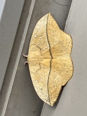 Lonomia