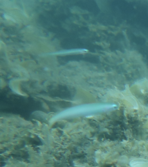 Ptereleotris microlepis