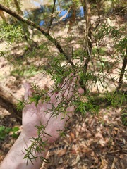 Melaleuca linariifolia