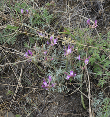 Astragalus stenoceras