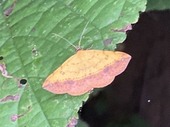 Hemeroplanis scopulepes